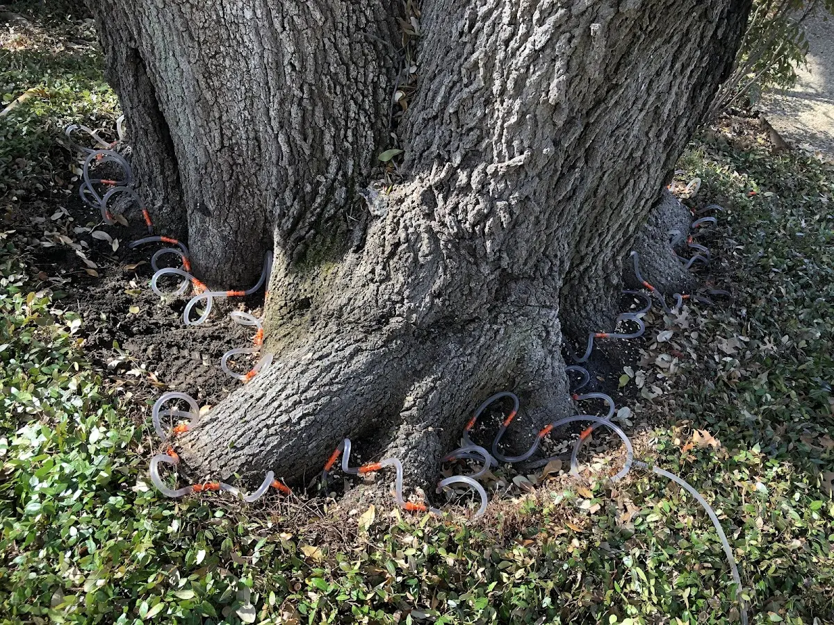 Detailed Tree Cabling and Bracing job site in East Orange